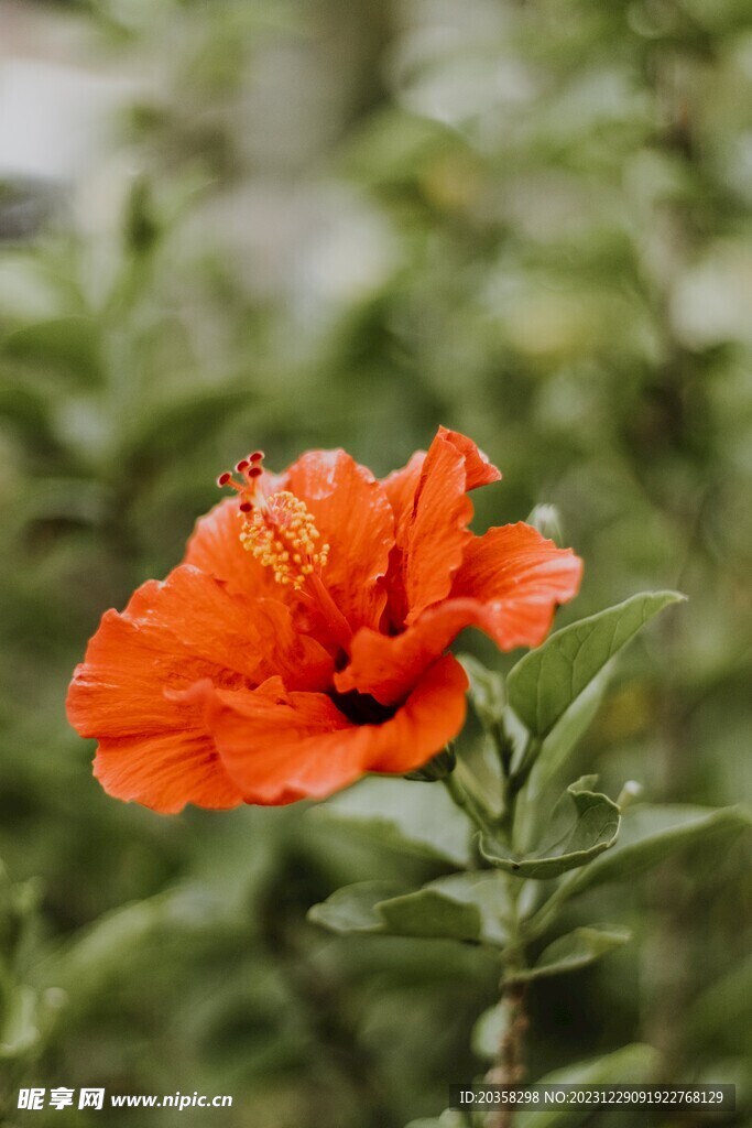 扶桑花