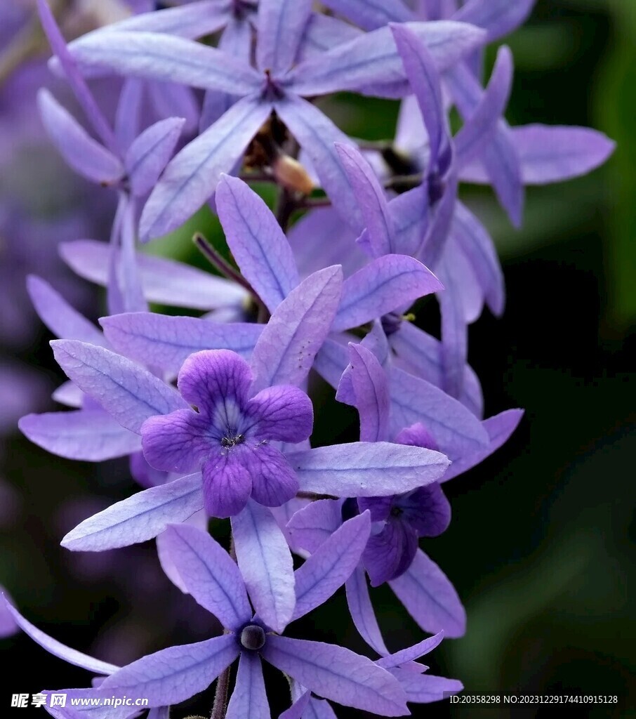 紫花
