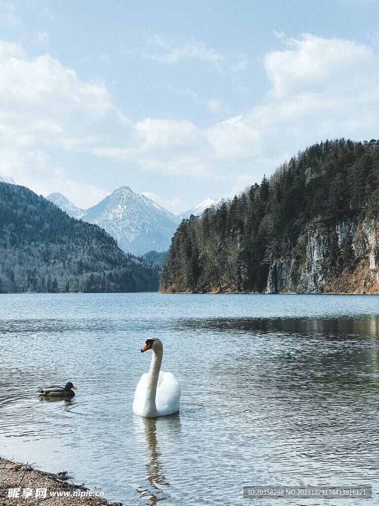 天鹅