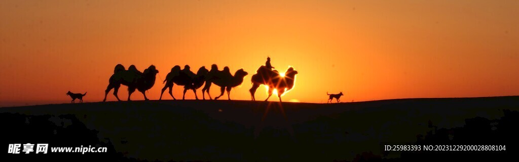 骆驼放牧
