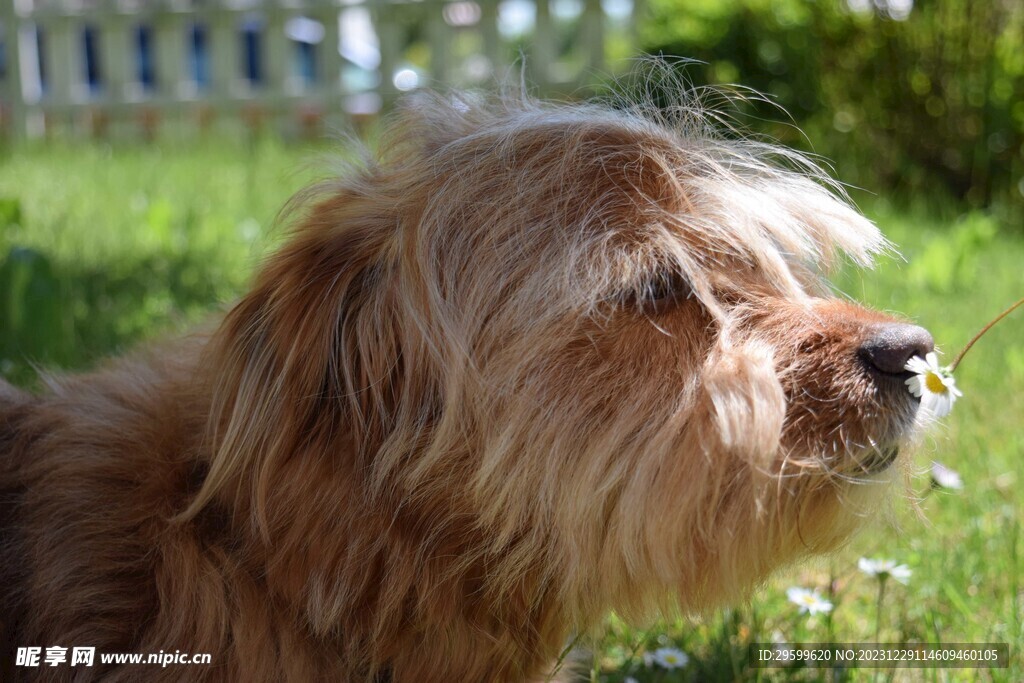 中华田园犬  