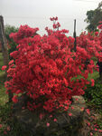 红色的杜鹃花