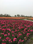 芹叶牡丹