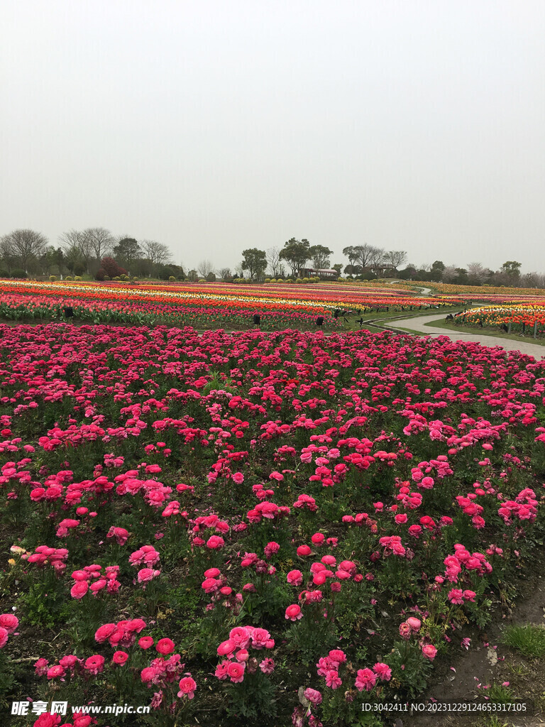 芹叶牡丹