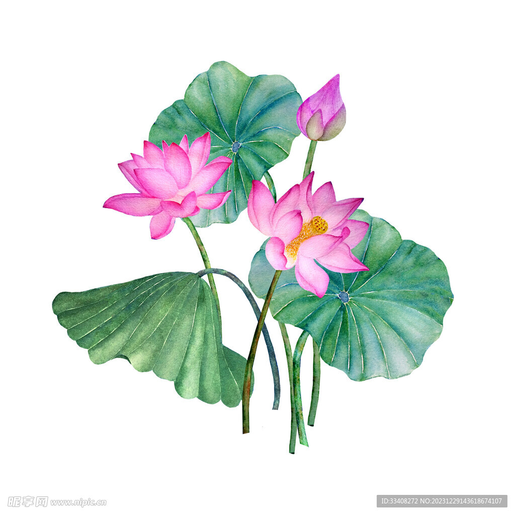 水彩荷花 
