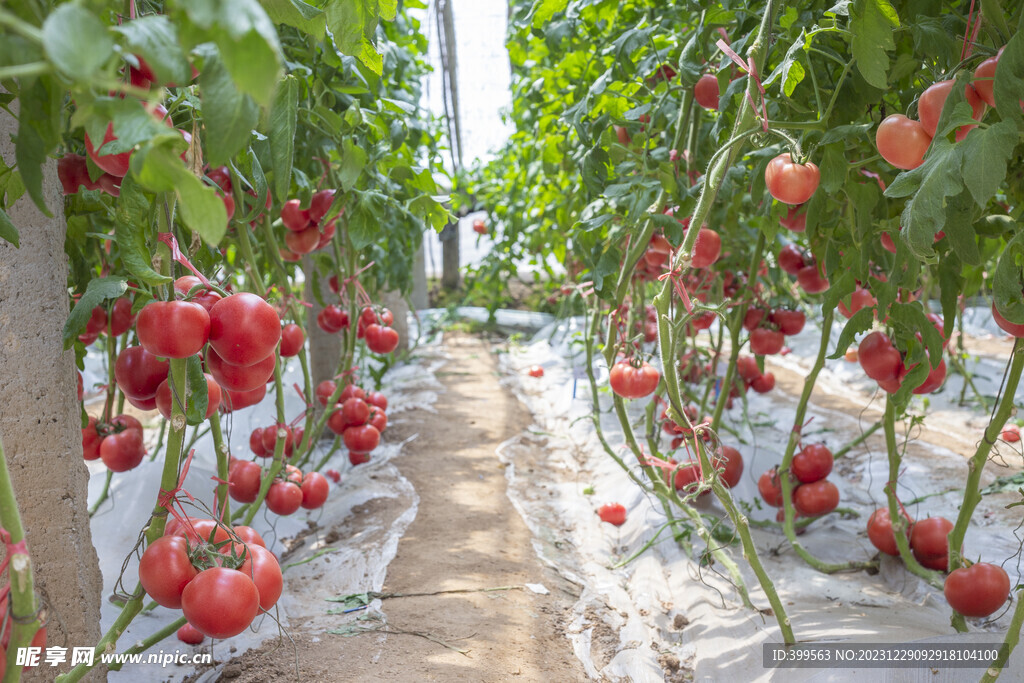 大棚番茄 高清西红柿