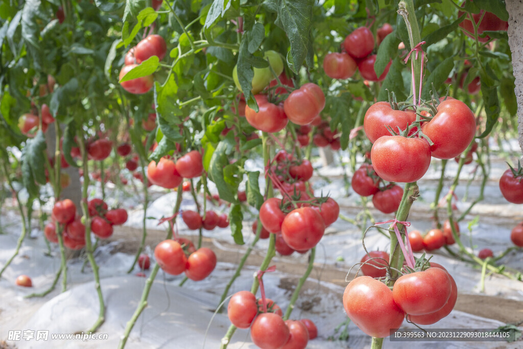 西红柿高清图