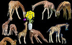 动物长颈鹿吃草素材花朵