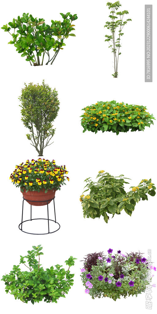 园林环保花卉