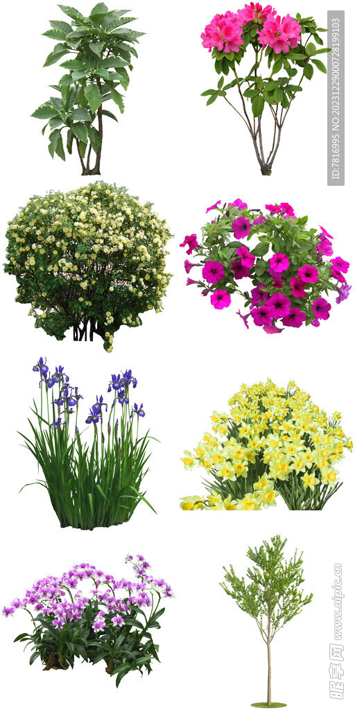 环保花卉