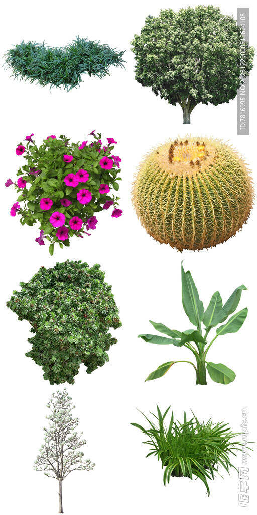 公园花草