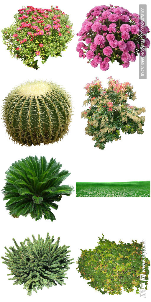 景观花草