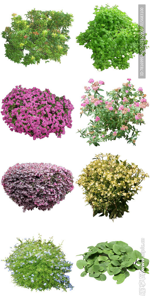 绿道花卉