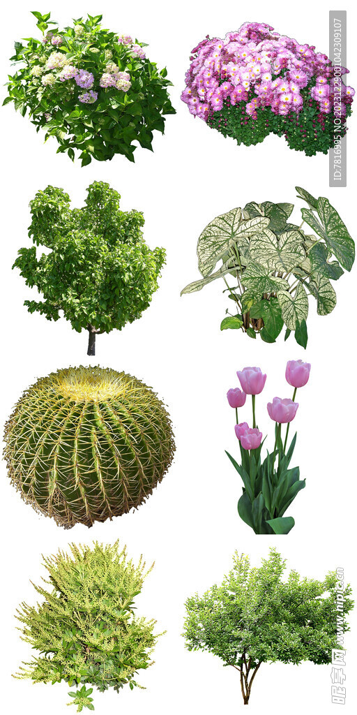 室内绿植盆栽