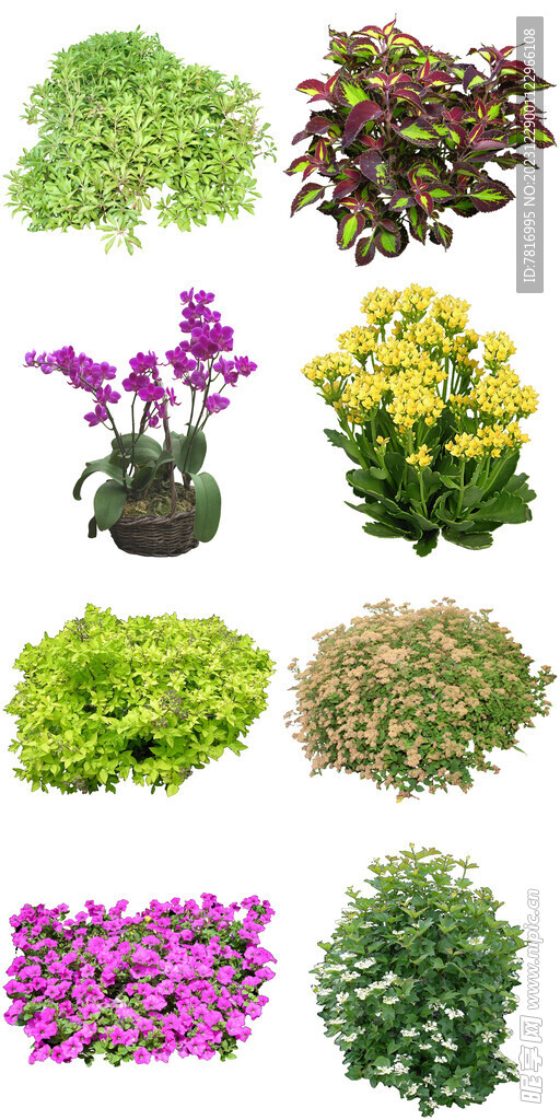 绿植盆栽花草元素