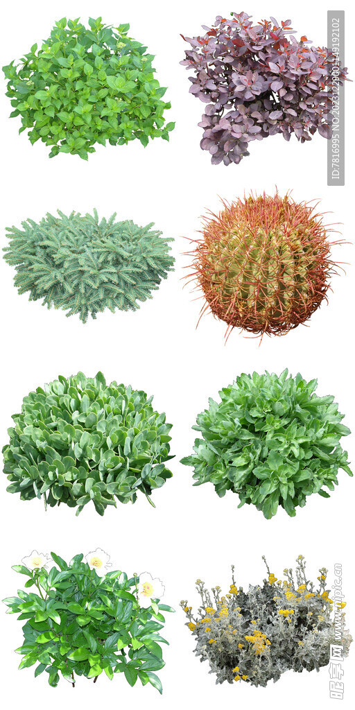 绿植花草
