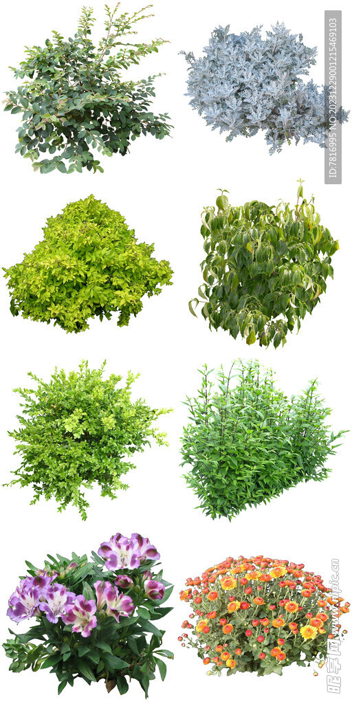 盆栽花卉