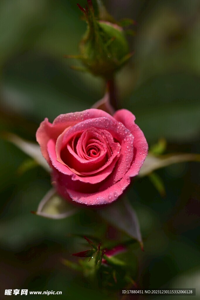 花卉 野花 花丛 花蕾 鲜花 