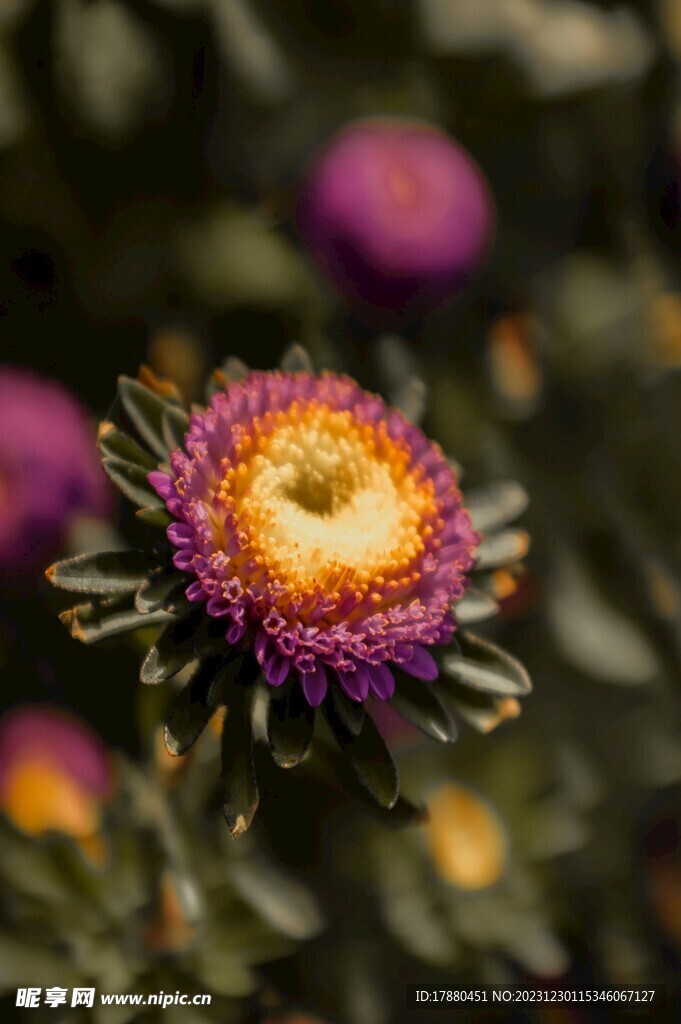 蜡菊