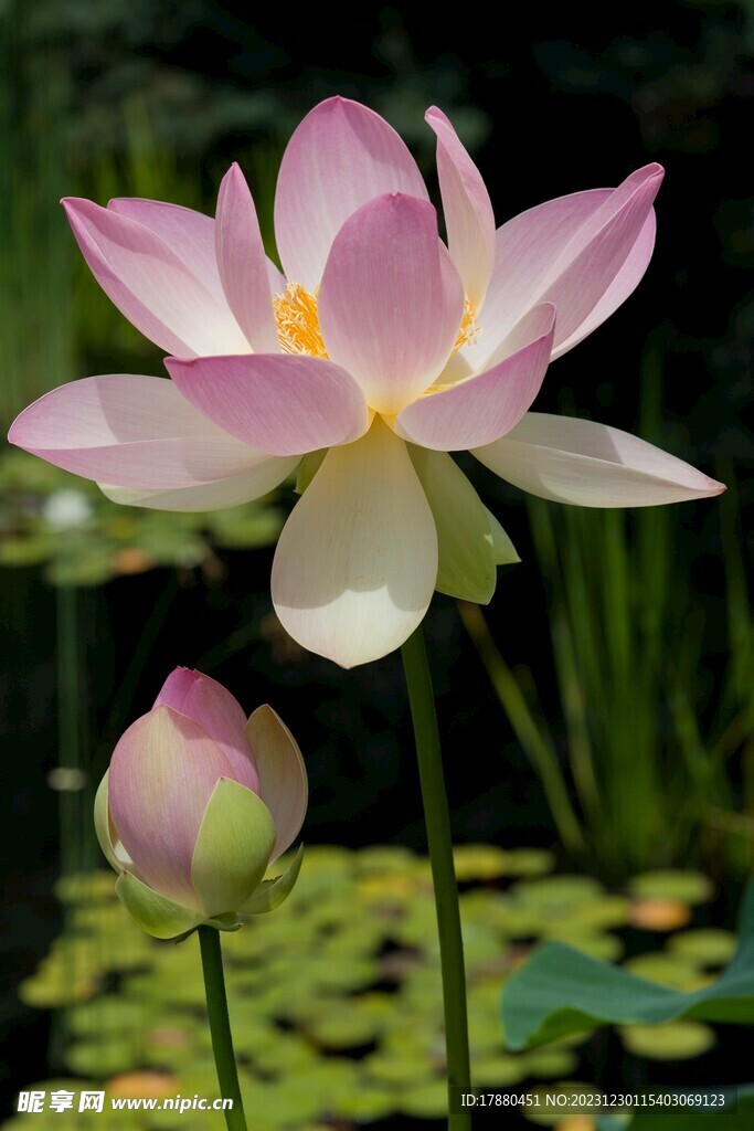 荷花