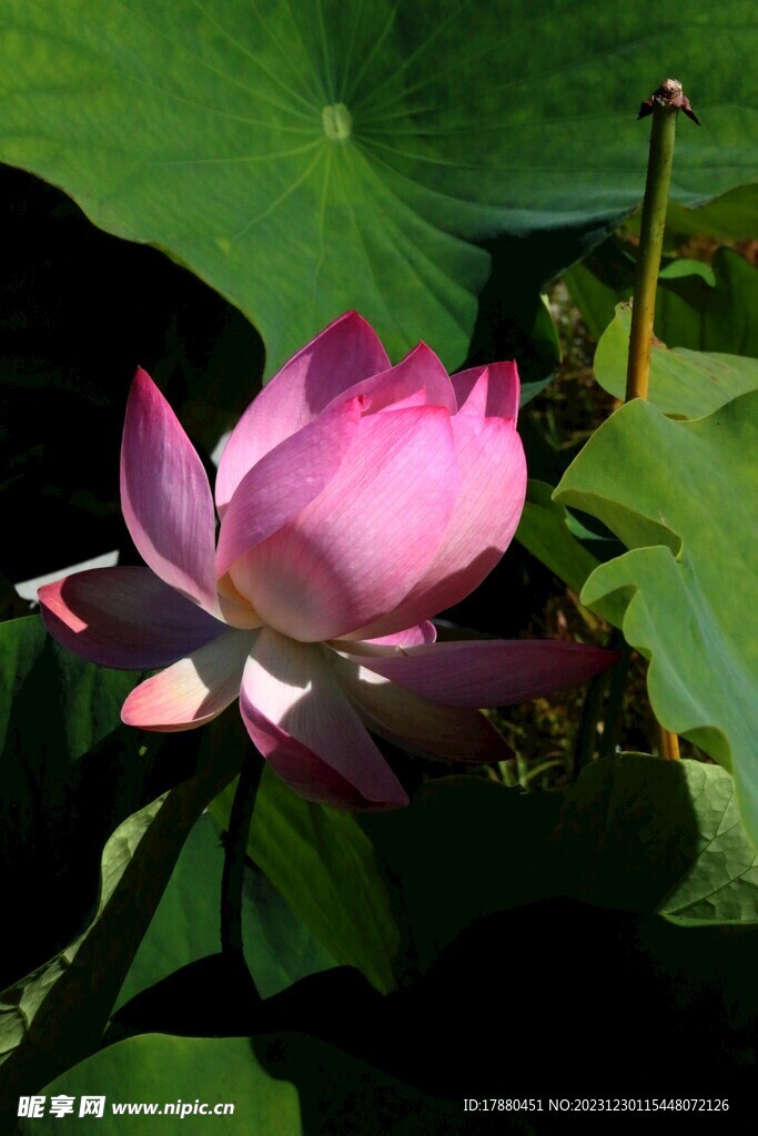 荷花