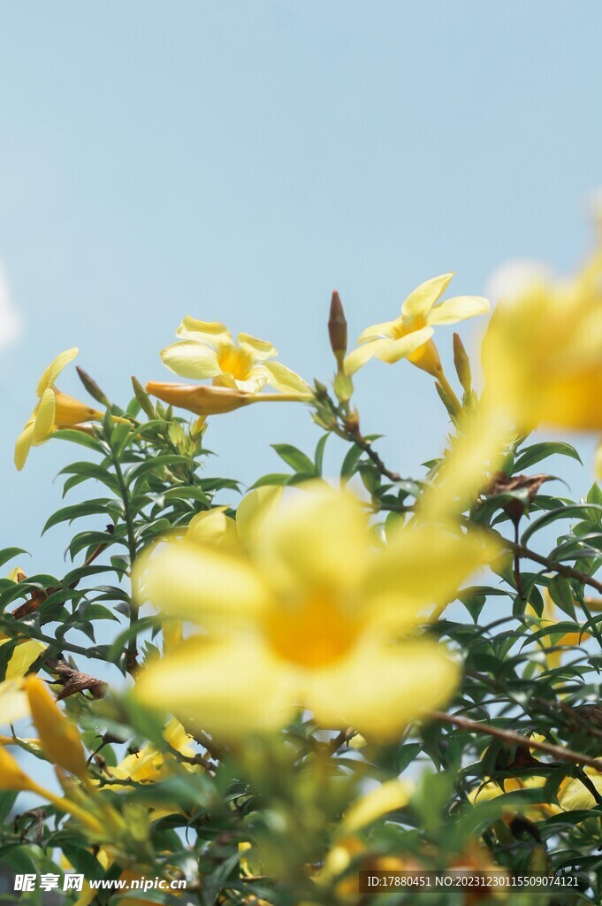 黄蝉