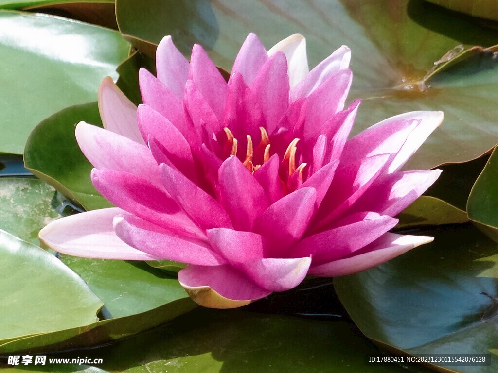 睡莲