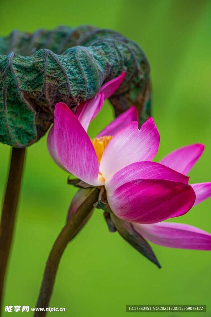 荷花