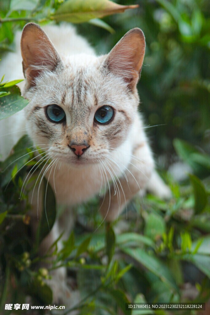 猫