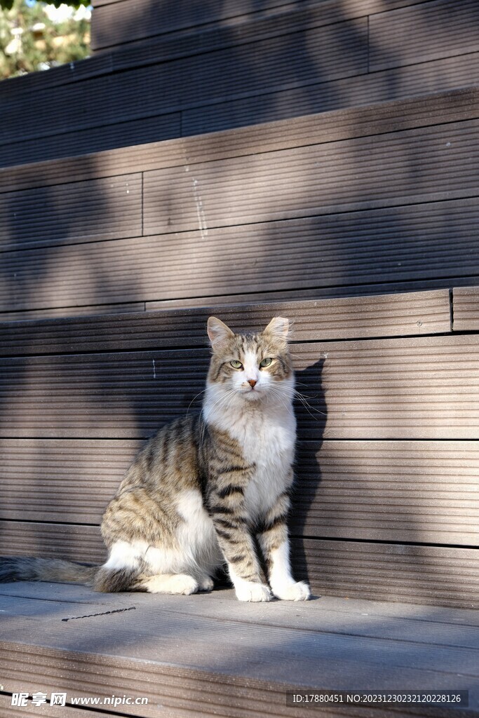 猫
