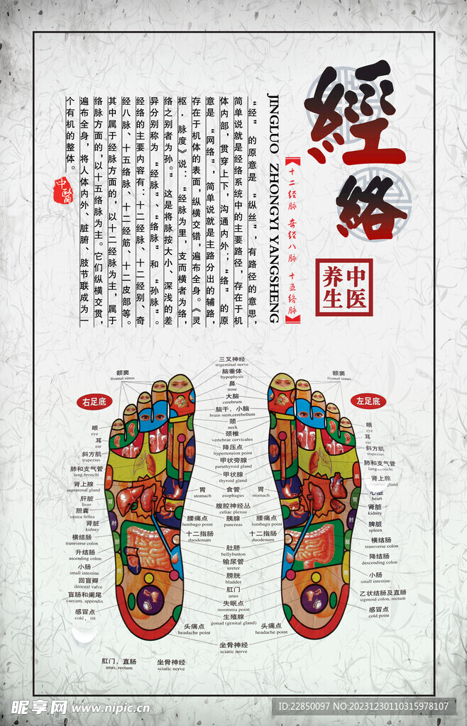 足经络图