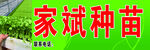 种苗