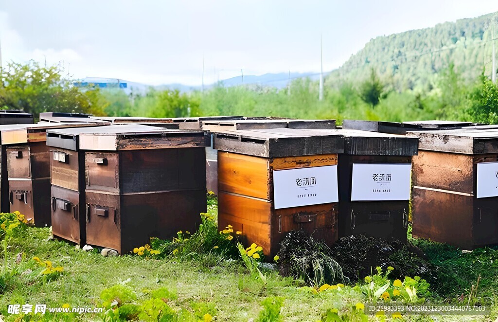 蜜蜂养殖 