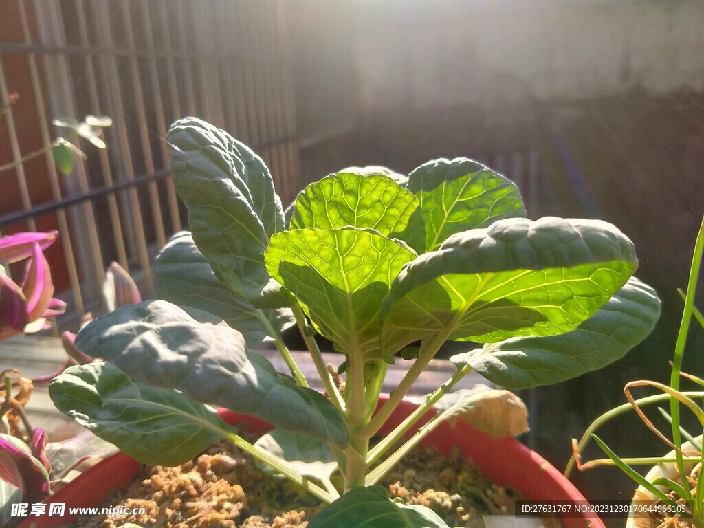 盆栽植物