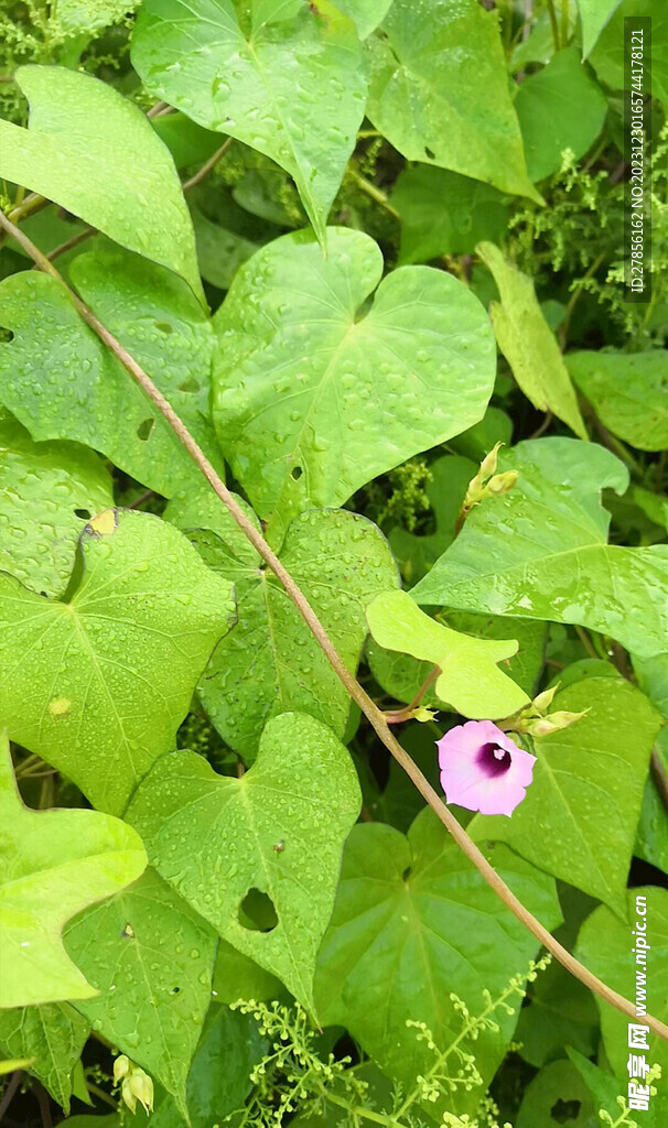 牵牛花