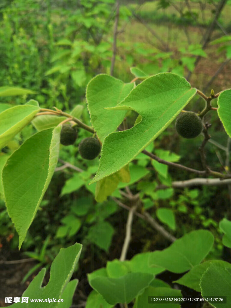 树枝树叶