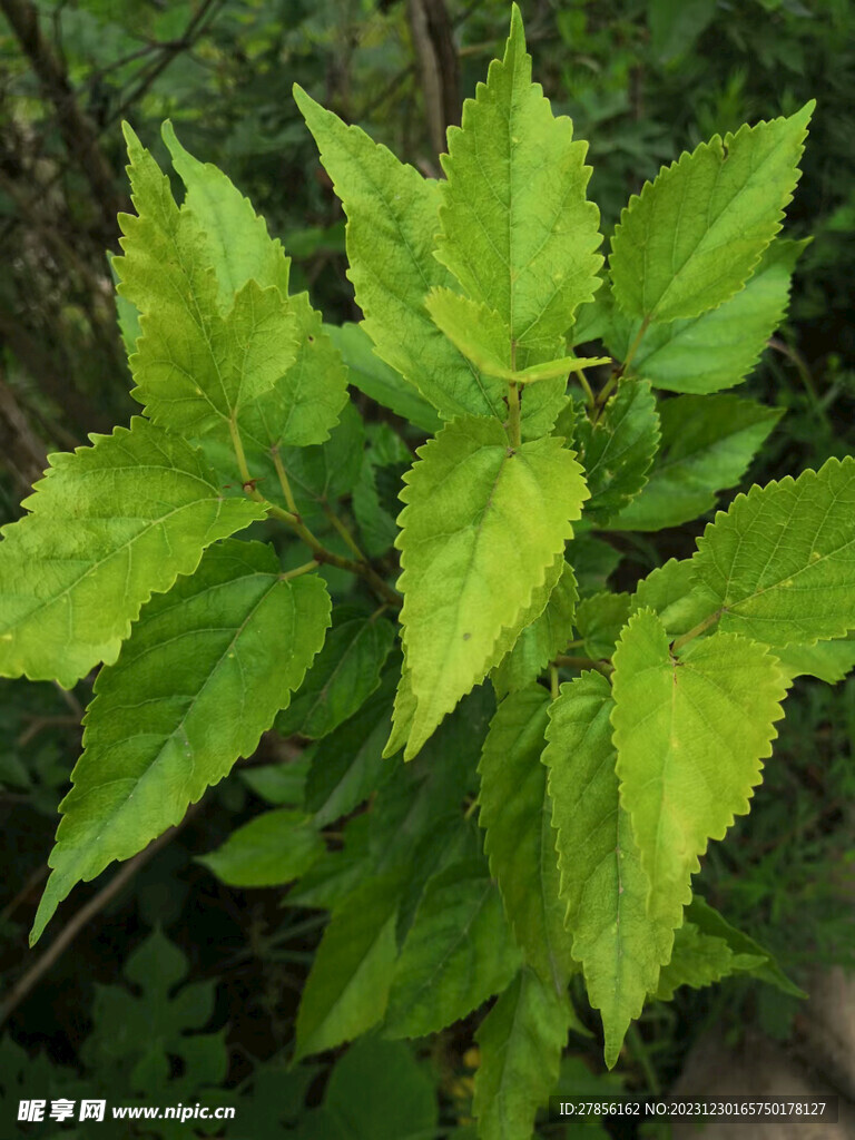 树枝树叶