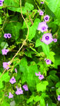 牵牛花
