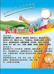 长丰1号