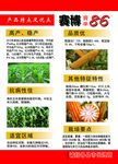 玉米种宣传页