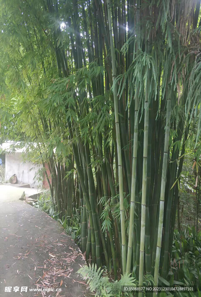 翠竹