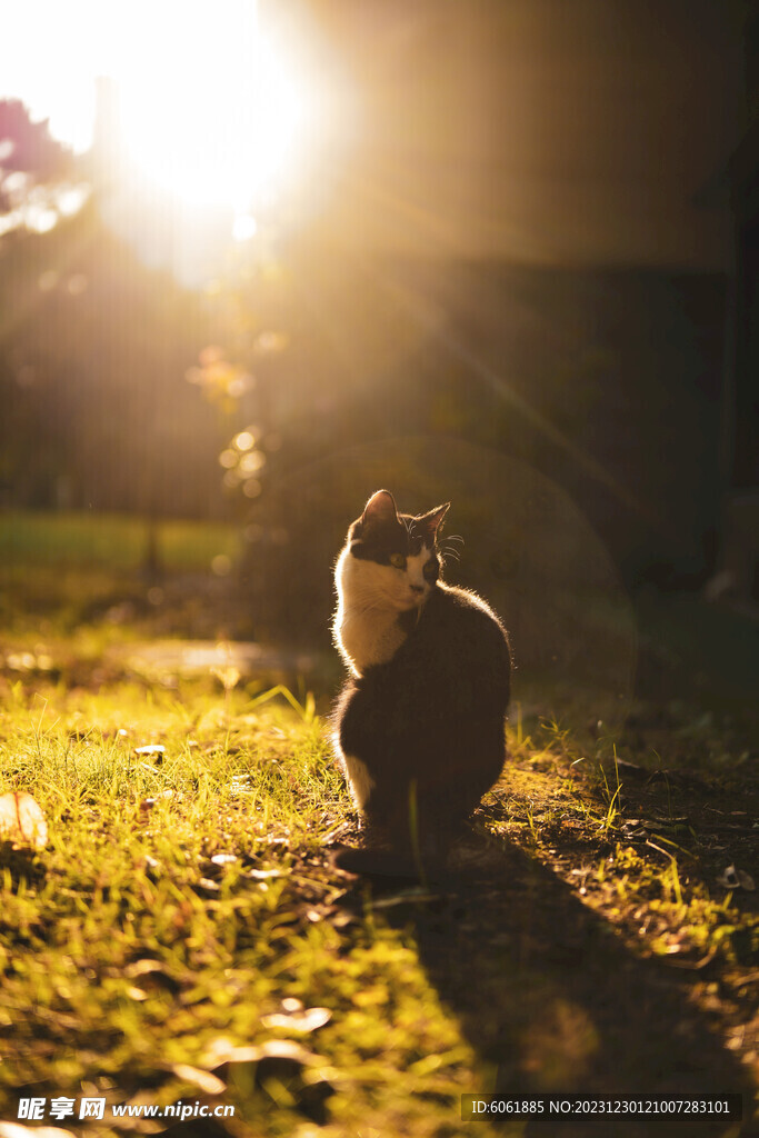 阳光下的小猫