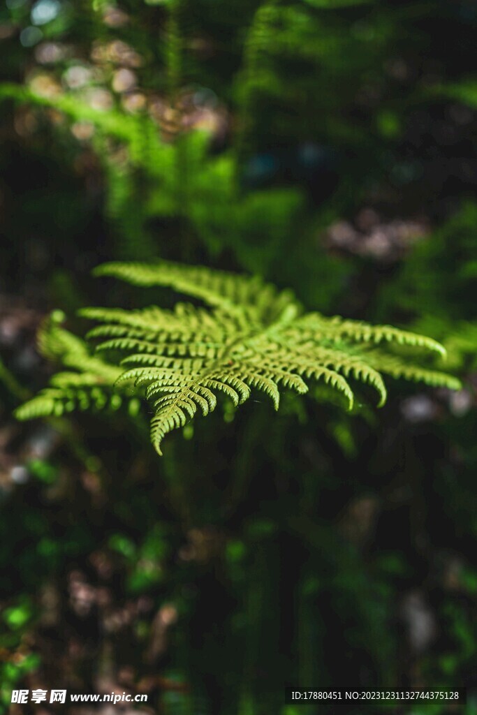 蕨类植物