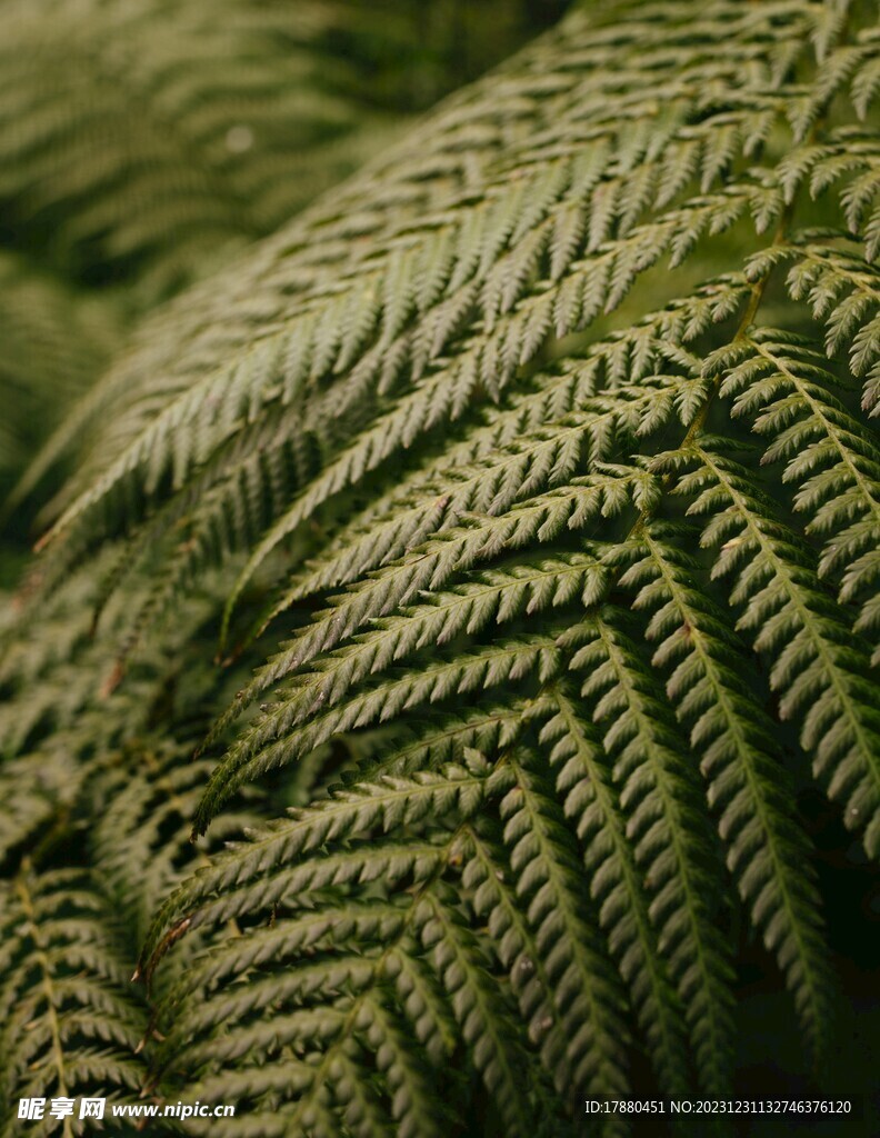 蕨类植物