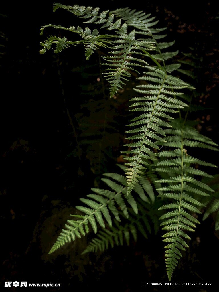 蕨类植物