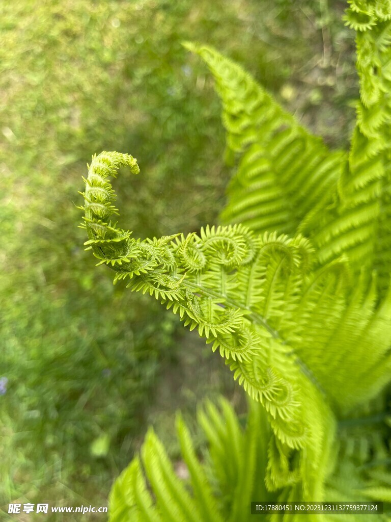 蕨类植物