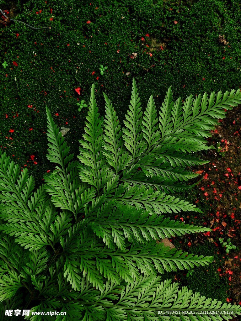 蕨类植物