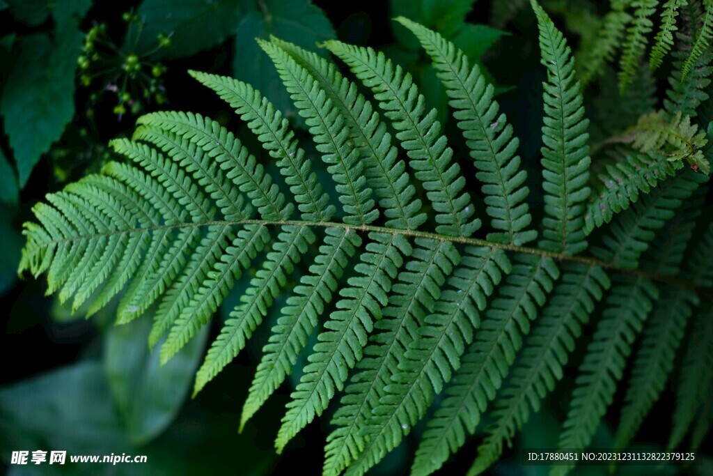 蕨类植物