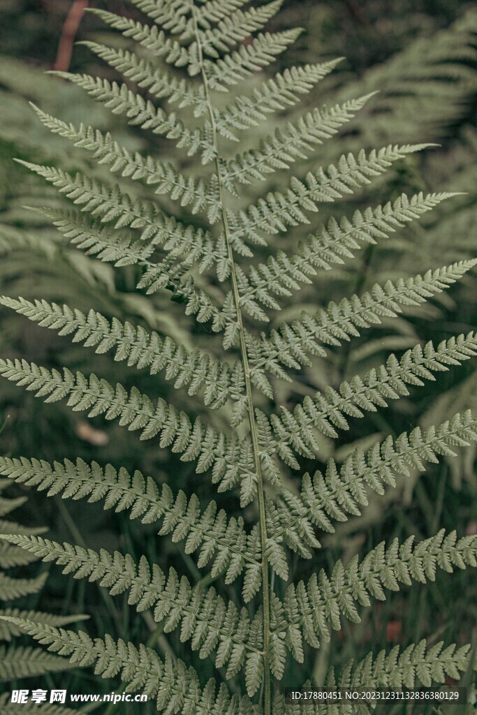 蕨类植物