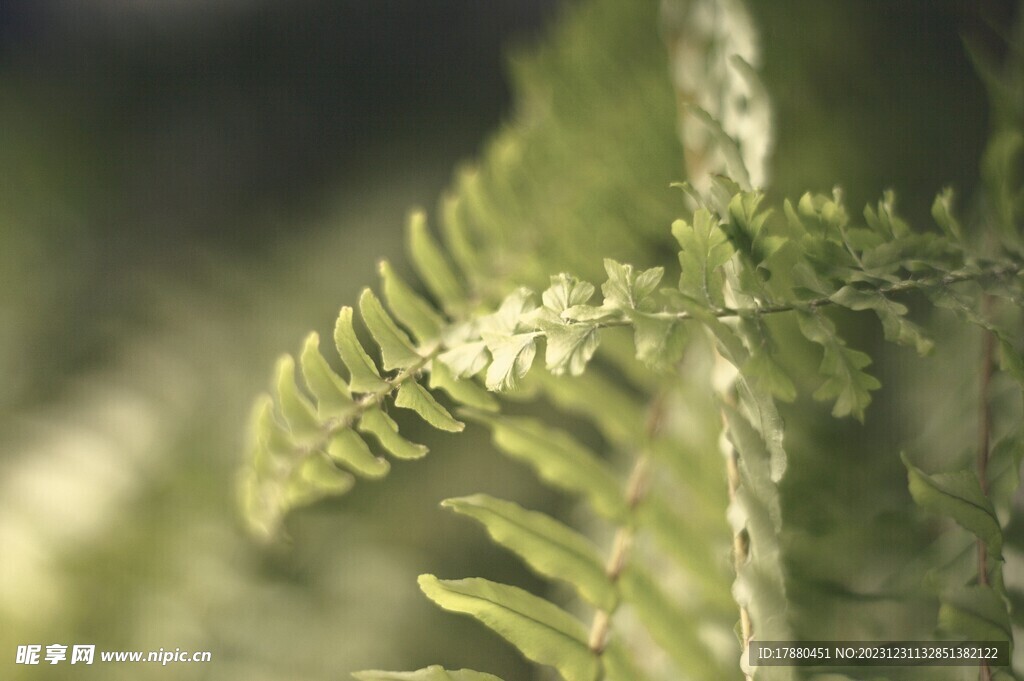 蕨类植物